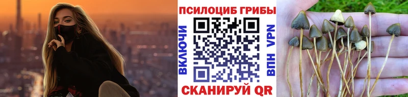 Купить  Горбатов  Галлюциногенные грибы Psilocybine cubensis 